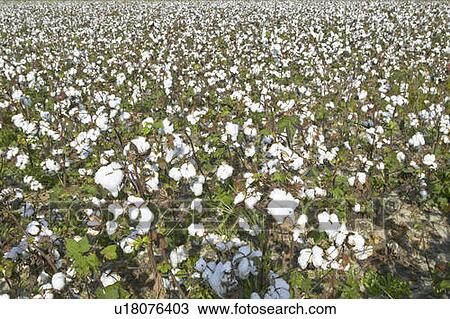 Cotton fields View Large Photo Image Stock Image - Cotton fields. Fotosearch