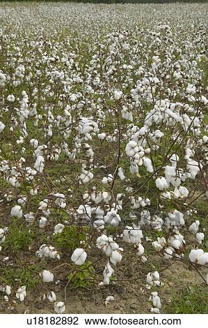 Cotton fields View Large Photo Image Stock Image - Cotton fields. Fotosearch