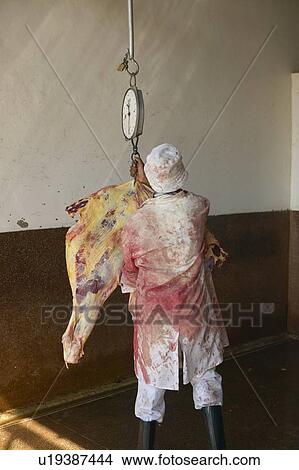 Picture - Cow carcass on scale in slaughterhouse. Fotosearch