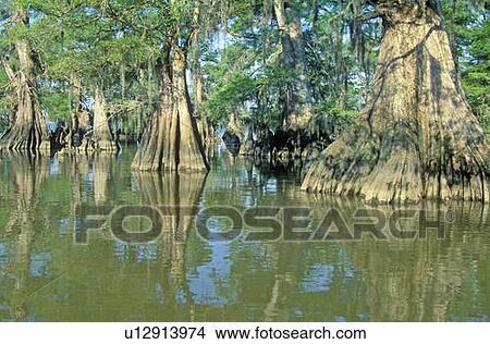 Picture - Cypress Trees in the Bayou, Lake Fausse Pointe State Park, Louisiana. Fotosearch