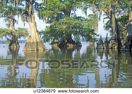 Cypress Trees in the Bayou, Lake Fausse Pointe State Park, Louisiana View Large Photo Image Stock Photo - Cypress Trees in the Bayou, Lake Fausse Pointe State Park, Louisiana. Fotosearch