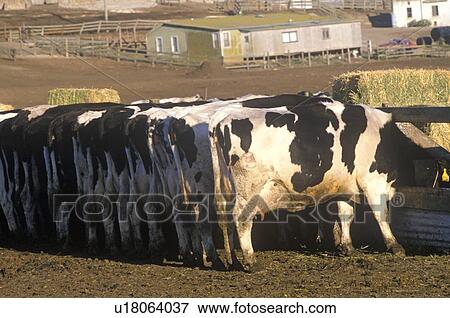 Dairy farm at feeding time View Large Photo Image Stock Photo - Dairy farm at feeding time. Fotosearch