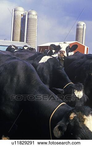 Dairy Farm View Large Photo Image Stock Image - Dairy Farm. Fotosearch