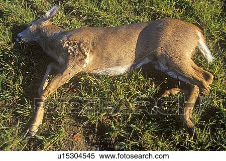 Stock Photography - Dead Deer hit by car. Fotosearch