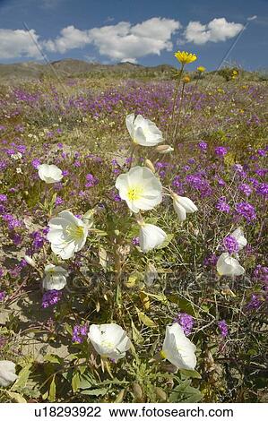 Desert lilies and white flowers blossoming View Large Photo Image Stock Image - Desert lilies and white flowers blossoming. Fotosearch