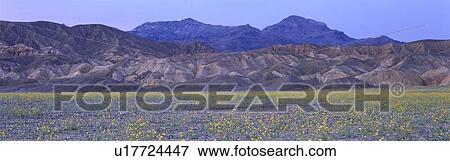 Desert Wildflowers, Death Valley National Park View Large Photo Image Stock Photo - Desert Wildflowers, Death Valley National Park. Fotosearch
