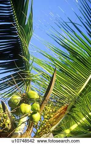 Detail of palm trees View Large Photo Image Stock Image - Detail of palm trees. Fotosearch