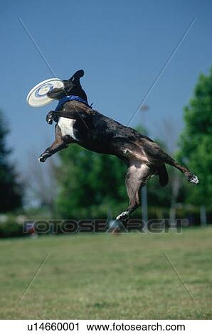 Dog catching Frisbee View Large Photo Image Stock Image - Dog catching Frisbee. Fotosearch
