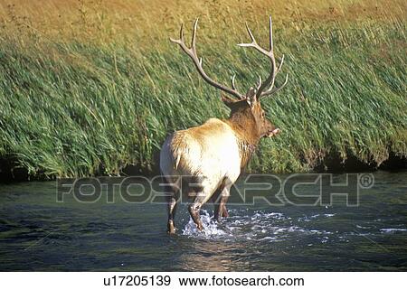 Stock Photo - Elk Crossing water. Fotosearch