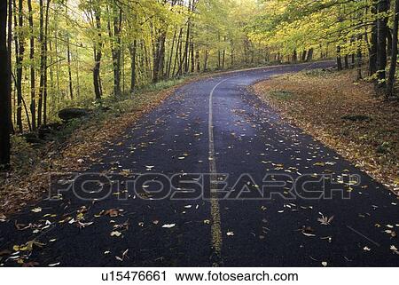 Fallen autumn leaves lay on a forest road View Large Photo Image Stock Image - Fallen autumn leaves lay on a forest road. Fotosearch