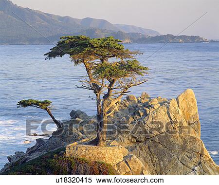 Stock Photography - Famous lone cypress along 17 Mile Drive, Pebble Beach, California. Fotosearch