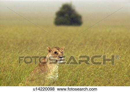 Female with one eye in grasslands of Masai Mara View Large Photo Image Stock Photo - Female with one eye in grasslands of Masai Mara. Fotosearch