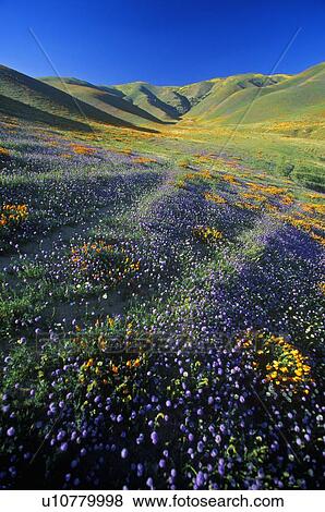 Field of California poppies in bloom with wildflowers, Lancaster, Antelope Valley, CA View Large Photo Image Stock Photo - Field of California poppies in bloom with wildflowers, Lancaster, Antelope Valley, CA. Fotosearch