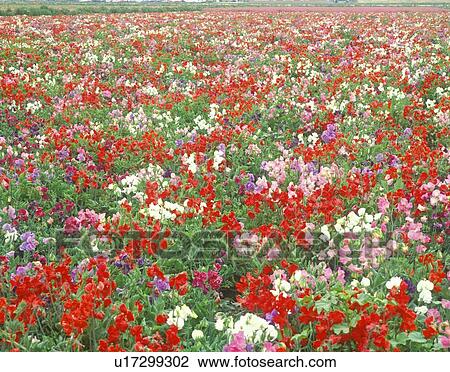 Stock Image - Field of flowers. Fotosearch