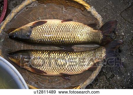 Stock Photo - Fish for sale. Fotosearch