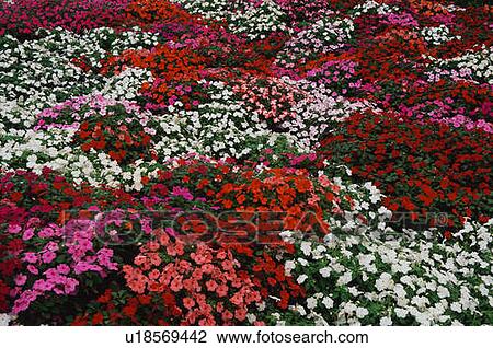 Stock Image - Flower bed of Impatiens. Fotosearch