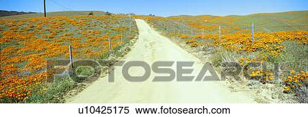 Flowers & Poppies, Antelope Valley, California View Large Photo Image Stock Photography - Flowers & Poppies, Antelope Valley, California. Fotosearch