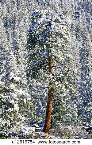 Picture - Forest in snow, Yosemite National Park, CA. Fotosearch