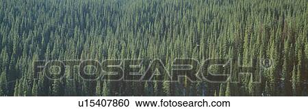 Stock Image - Forest of Pine Trees, Colorado. Fotosearch