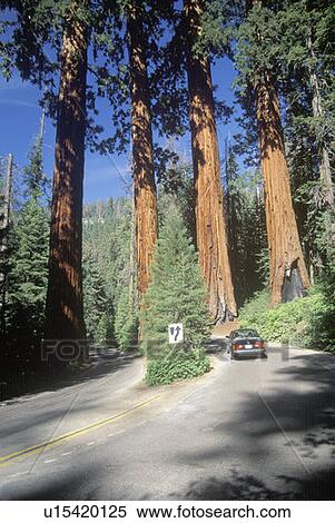 Four Guardian Trees at Sequoia National Park, California View Large Photo Image Stock Photography - Four Guardian Trees at Sequoia National Park, California. Fotosearch