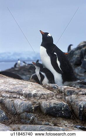 Gentoo penguins and chicks View Large Photo Image Stock Image - Gentoo penguins and chicks. Fotosearch
