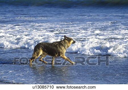 German Shepard running in surf View Large Photo Image Stock Image - German Shepard running in surf. Fotosearch
