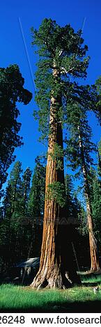 Giant Sequoia Tree View Large Photo Image Stock Photo - Giant Sequoia Tree. Fotosearch