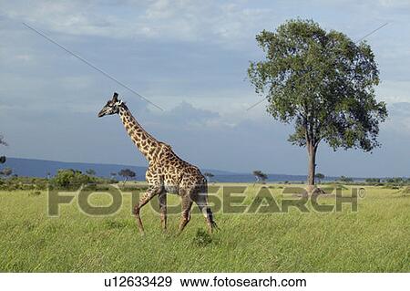 Stock Photo - Giraffe in grasslands of Masai Mara. Fotosearch