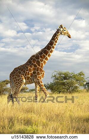 Stock Photo - Giraffe in sunset light. Fotosearch