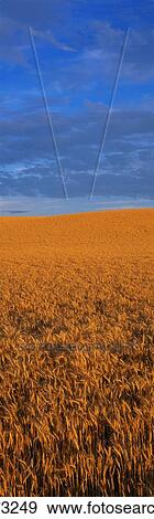 Stock Photo - Golden Wheat Field. Fotosearch