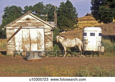 Stock Image - Gray mare in front of barn with horse trailer. Fotosearch