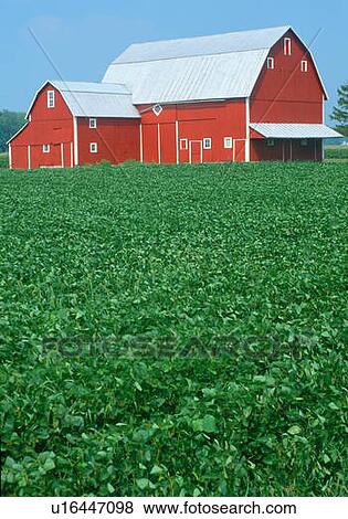 Green corn fields and red barn View Large Photo Image Stock Photo - Green corn fields and red barn. Fotosearch