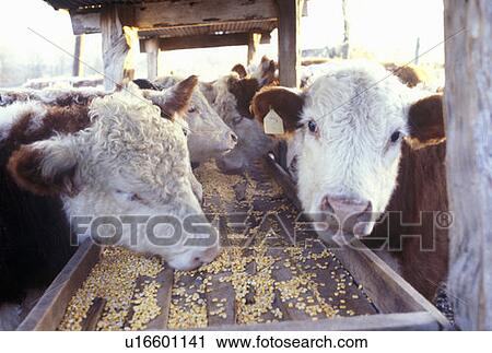 Stock Image - Hereford cattle feeding. Fotosearch