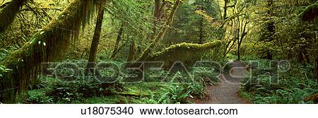 Hoh Rainforest, Olympic National Park, Washington View Large Photo Image Stock Image - Hoh Rainforest, Olympic National Park, Washington. Fotosearch