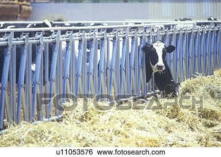 Stock Photograph - Holstein cow feeding in barn. Fotosearch