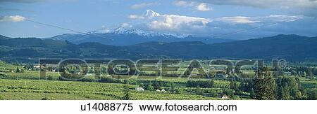 Hood River Valley and Mount Hood, Oregon View Large Photo Image Stock Photography - Hood River Valley and Mount Hood, Oregon. Fotosearch