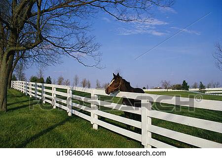 Horse Farm View Large Photo Image Stock Photograph - Horse Farm. Fotosearch