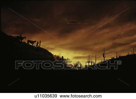 Horsebackriders at sunset in the Sonoran Desert View Large Photo Image Stock Photo - Horsebackriders at sunset in the Sonoran Desert. Fotosearch