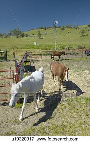 Horses in corral View Large Photo Image Stock Photo - Horses in corral. Fotosearch