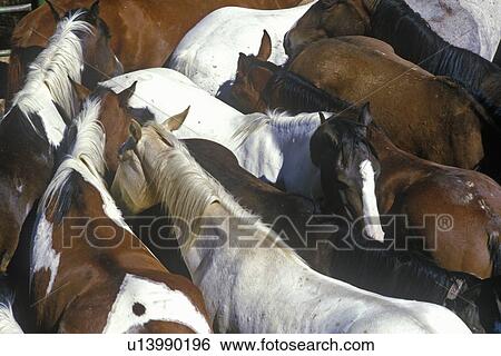 Horses View Large Photo Image Stock Photograph - Horses. Fotosearch