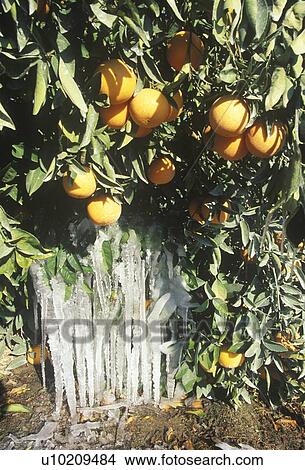 Icicles on an Orange Tree View Large Photo Image Picture - Icicles on an Orange Tree. Fotosearch