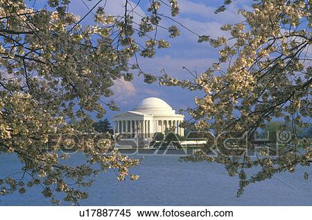 Stock Photography - Jefferson Memorial with Spring Cherry Blossoms, Washington, D. C.. Fotosearch