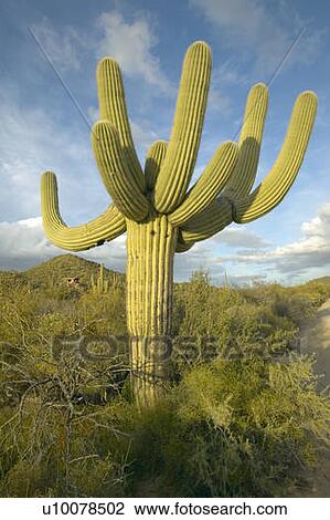 Stock Image - Large saguaro cactus. Fotosearch
