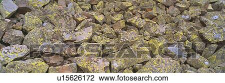 Stock Image - Lichens on rocks at Yankee Boy Basin, Colorado. Fotosearch