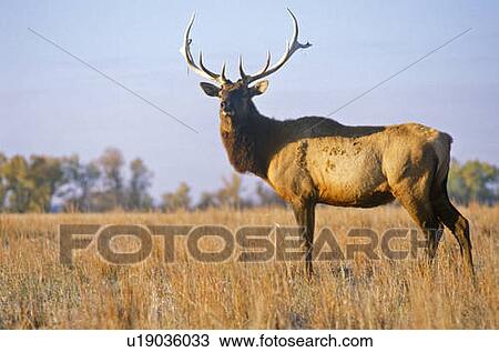 Stock Image - Lone Elk at sunrise. Fotosearch