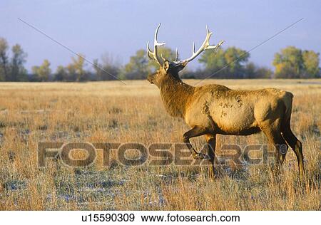 Lone Elk at sunrise View Large Photo Image Stock Photo - Lone Elk at sunrise. Fotosearch