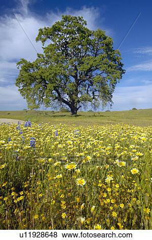 Lone tree and colorful bouquet of spring flowers View Large Photo Image Stock Photo - Lone tree and colorful bouquet of spring flowers. Fotosearch