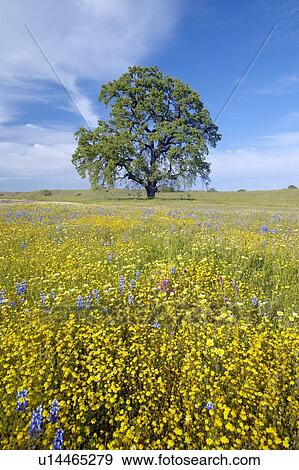 Lone tree and colorful bouquet of spring flowers View Large Photo Image Stock Photo - Lone tree and colorful bouquet of spring flowers. Fotosearch