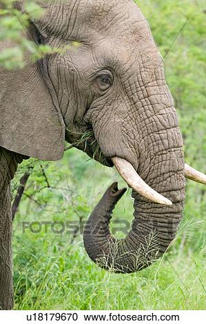 Male elephant with Ivory tusks View Large Photo Image Stock Image - Male elephant with Ivory tusks. Fotosearch