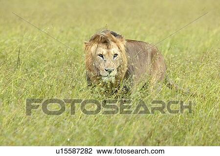 Stock Image - Male lion in grasslands of Masai Mara. Fotosearch